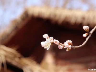 又见暖阳 又闻花香